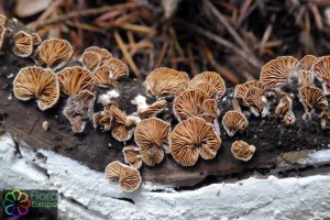 Crepidotus subverruciporus (2).jpg_product